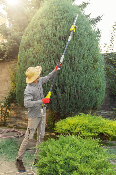 Best Tree Maintenance Programs  in Port Wentworth, GA